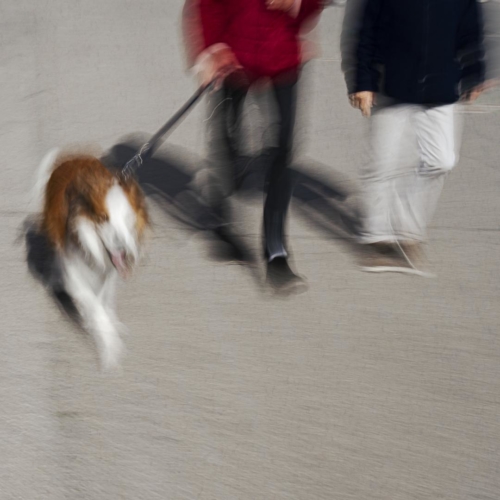 Annick Feroldi "Promenade"