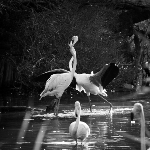 Delphine Catau "Flamenco camarguais"