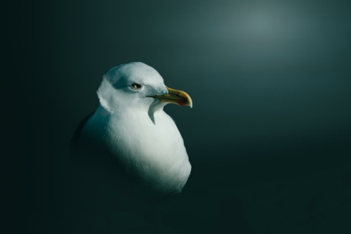Christine Alcouffe ”Mouette rêveuse” (Coup de cœur du public)