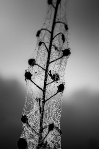 Laurent Lebreton