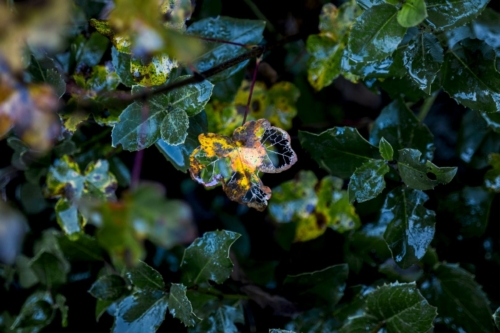 Cécilia Tarpau "Détail d'automne"