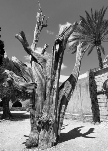 20251218 Ali El Oddi Abre 9383 FPF