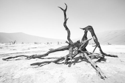 20251218 Christophe Roy Arbre A1 FPF