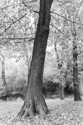 20251218 Corinne Gabriel Arbre FPF