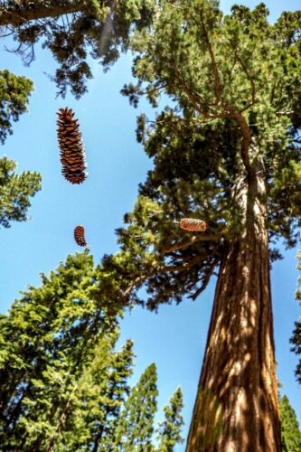 20251218 Delphine Catau Arbre 1 FPF