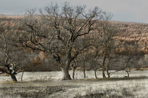 20251218 Eric Garcia Arbre - DSC00047-1 FPF