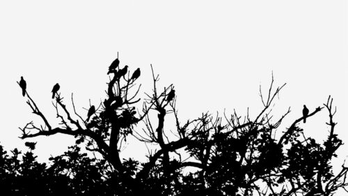 20251218 Eric Garcia Silhouette - DSC00052-3-1 FPF