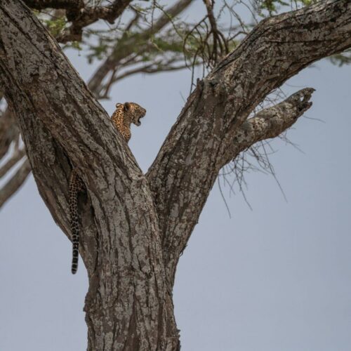 20251218 Eric Navarro Arbre Lum2026 A1 FPF