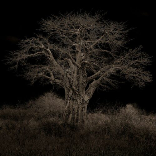 20251218 Eric Navarro Arbre Lum2026 A2 FPF