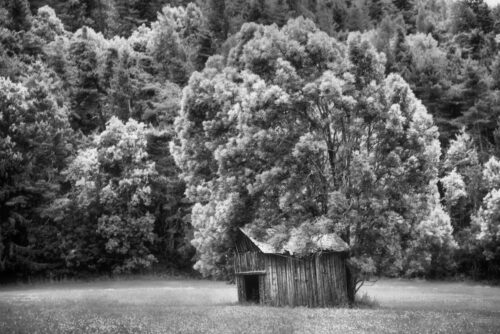 Gildas Fournier<br>"Symbiose" (Arbre)