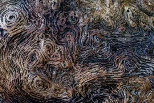 20251218 Jean Yves Fournier Arbre 1 FPF