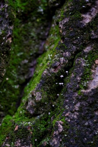 20251218 Jean Yves Fournier Arbre 2 DSF3589 FPF