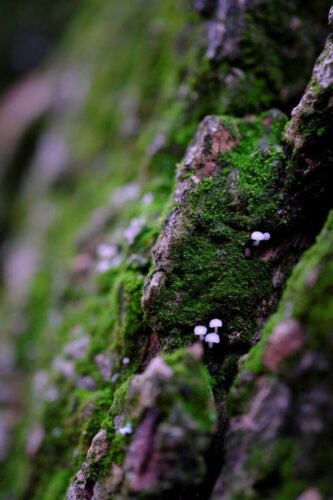 20251218 Jean Yves Fournier Arbre 3 DSF3587 FPF