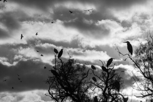 20251218 Kristine Alcouffe Silhouette  9300 FPF