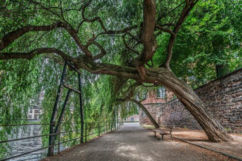 20251218 Laurent Lebreton Arbre DSC 6365 FPF