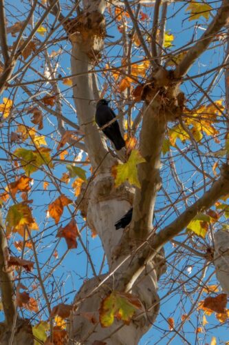 20251218 Lauriane Sartoris Arbre P1090026 FPF