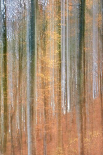 20251218 Marie Hélène Doucet Arbre  (1) FPF