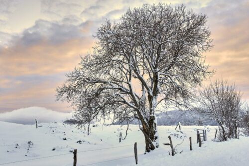 20251218 Marie Hélène Doucet Arbre (2) FPF