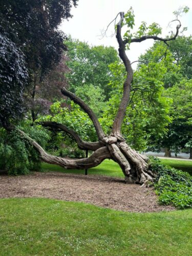 20251218 Michel Yevnine Arbre IMG 1955-A FPF