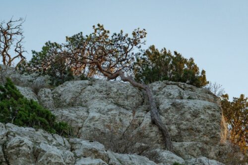 20251218 Pierre Vidal Arbre RX 09217 FPF