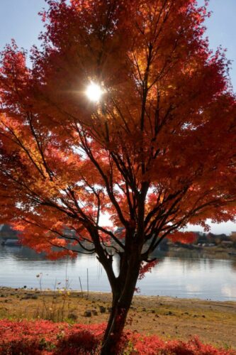 20251218 Thierry Burel Arbre DSC 2370 Dx2 FPF