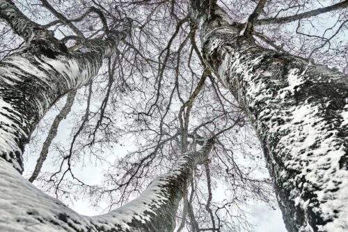 Thierry Doucet<br>Voûte d'hiver<br>Arbre