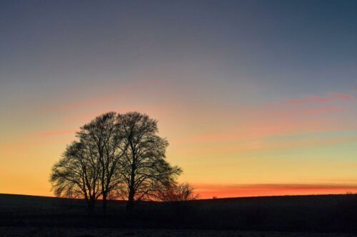 20251218 Thierry Doucet Arbre 2 FPF