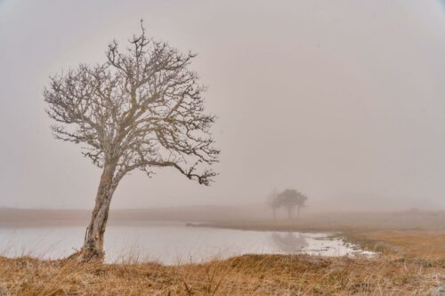 Thierry Doucet<br>A l'aube<br>Arbre