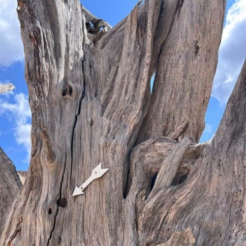 20260122 Ali El Oddi Arbre