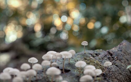 20260122 Cecilia Tarpau Arbre 3