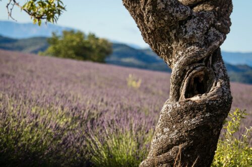 20260122 Christophe Roy Arbre 2