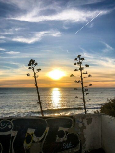 20260122 Christophe Roy Arbre 3