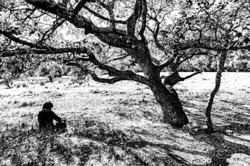 20260122 Eric Garcia  Arbre