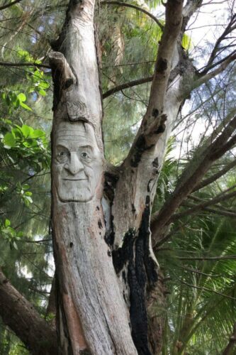 Eric Navarro<br>Visage du temps enraciné<br>Arbre
