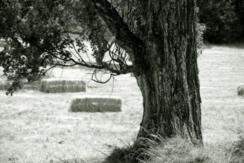 20260122 Gildas Fournier Arbre