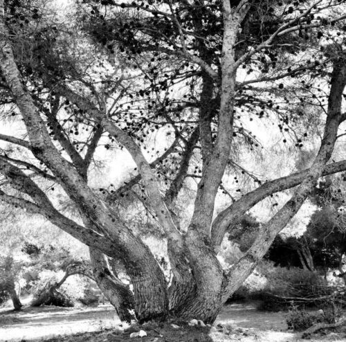 20260122 Jean Marc Seraphin Arbre (1)