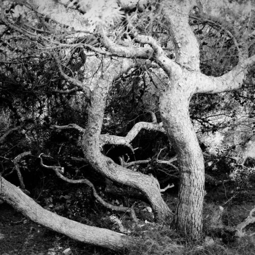 20260122 Jean Marc Seraphin Arbre (2)