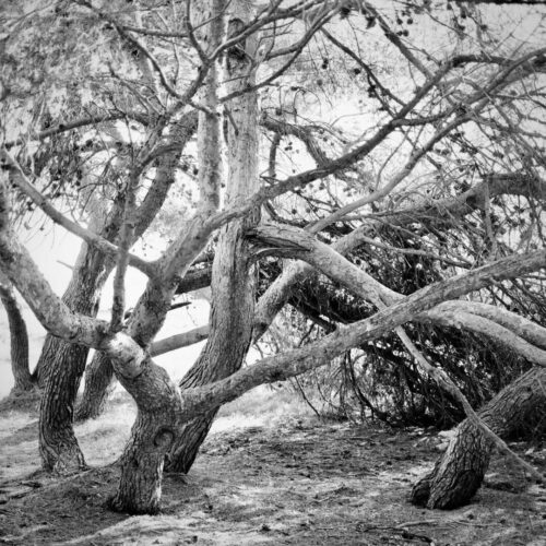 20260122 Jean Marc Seraphin Arbre (3)