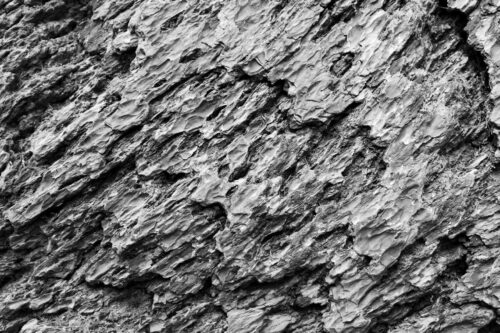 20260122 Jean Yves Fournier Arbre 4