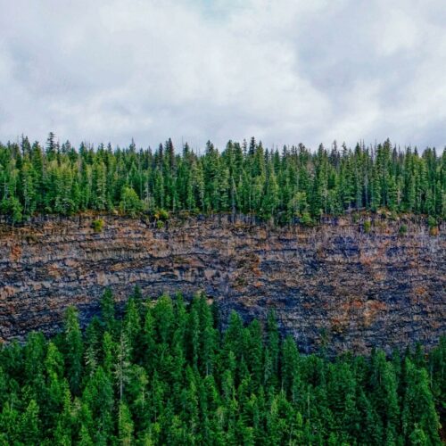 20260122 Jean Yves Fournier Arbre 5