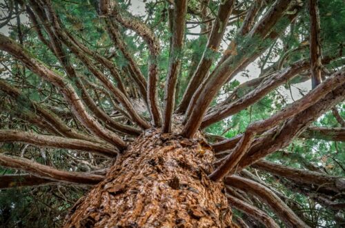 20260122 Laurent Lebreton Arbre 