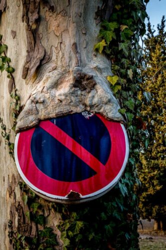 20260122 Marie France Seghetti Arbre (1)