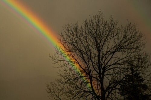 20260122 Marie France Seghetti Arbre (3)