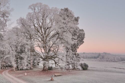 20260122 Marie Hélène Doucet Arbre 3
