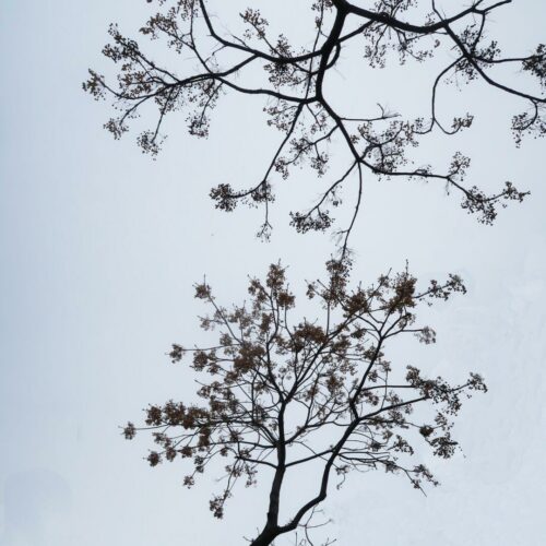 20260122 Michel Testard Arbre