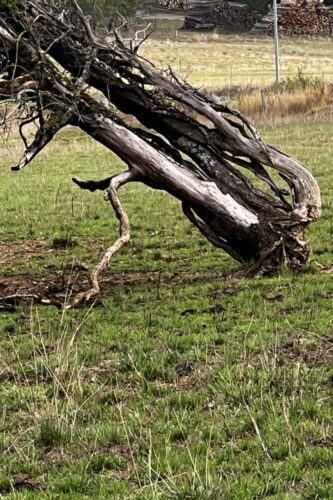 20260122 Michel Yevnine Arbre (3)