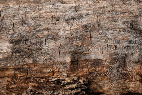 Pierre Vidal<br>Sacré boulot !<br>Arbre