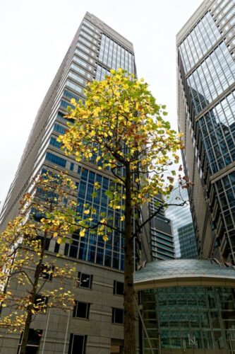 20260122 Thierry Burel Arbre  (1)