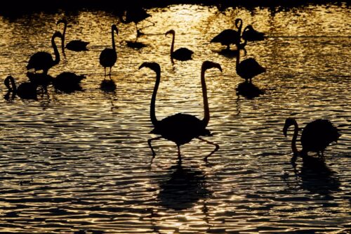 20260122 Thierry Doucet Silhouette 2