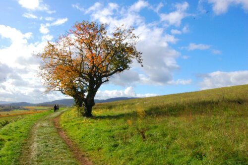 20260122 Veronique Perrin Fargeat Arbre RANDO-BEAUJOLAIS1